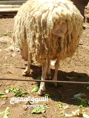  1 فحل خاروف العساف الفلسطيني