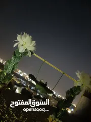  1 ارجوحة خشبية