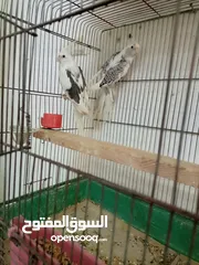  9 حبتين كوكتيل بايد للبيع دون قفص