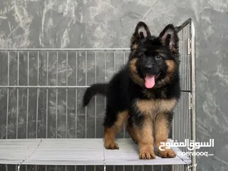  4 German Shepherd Puppies for sale