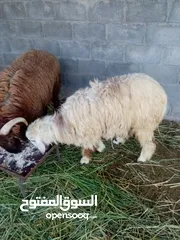  2 بيع بيع خروف