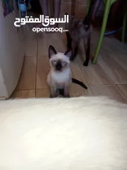  4 قطط سيامي بسعر معقول
