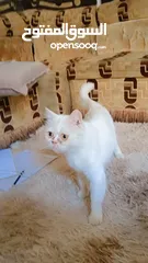  1 قطه نثيه خاليه من الأمراض