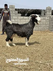  4 تيس وشاه للبيع