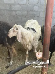  4 كبش نجدي مطلوب 140