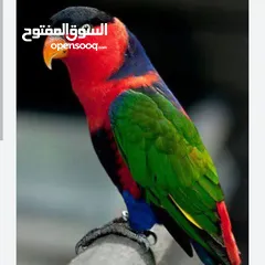 7 فروخ ببغاء لوري الليفه