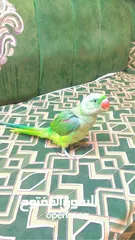  1 Nepali parrot Full hand tame Beautiful raw parrot