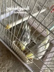  4 جوز كوكتيل بايد للبيع مستعجل