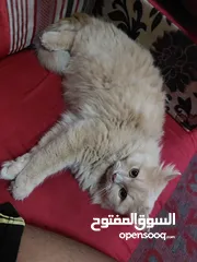  1 Persian cat sell for 1200 sr