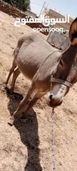  1 جحشه للبيع انثى  المفرق دير الكهف  السعر 50