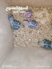  3 فراخ درة وفراخ كوكتيل للزق اليدوي