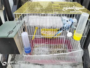  4 جوز طيور إنجليزي مفتل مع قفص بسعر مغري