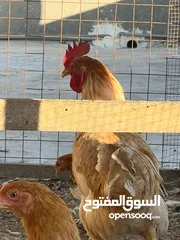  7 جاج لوهمان + بلدي بياض للبيع