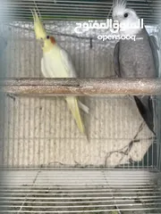  1 African Love bird one month old baby’s Cocktail breeding pair and budgies available