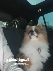  6 كلب نوع بومارينيان مدرب و لم يتجوز الى الان و كان كلب شخصي الي طلبتو من برا