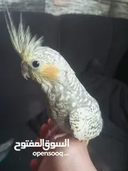  2 فحل كوكتيل أليف صلاة النبي