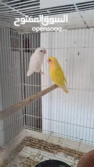  2 أزواج تربية للبيع. الورد والببغاء والكوكتيلات  Breeding pairs for sale. Rose, Parrotlet & Cocketeil