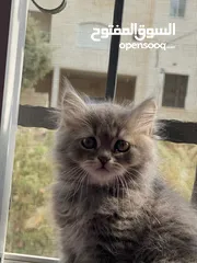  1 قطط شانشيلا عمرو شهرين