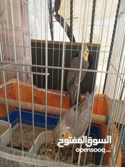  17 6 فراخ كوكتيل بحالة ممتازة يمكن بيعهم كامل ويمكن بالحبة للبيع ويوجد حبتين كوكتيل عمرهم شهرين