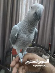  3 كاسكو فرخ  عمرو 9 اشهر  لسة ولا غيار  بحكي 3 كلمات بخربط كلام كتير ونغمات ورنات تلفون  سوبر سوبر