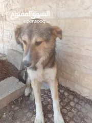  7 كلبة للبيع