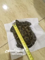  1 Turtle for sale