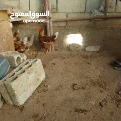  4 ديوك لوهمن