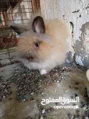  3 ذكر أرنب انجورا