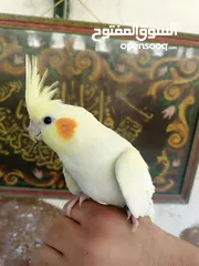  5 طيور للبيع