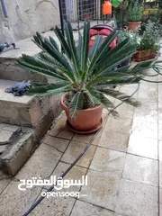  1 نخل ملوكي مع القواوير اربد