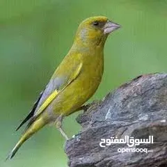  3 متوفر  طيور  خضري