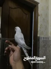  2 ببغاء دره محلق 24 بدايه حجي