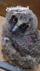  2 ام قويق)(قزم) 50 شامل قفص وتوصيل  طويلة الاذن العمر شهر فيك تربيها ع كيفك الرقم بالوصف