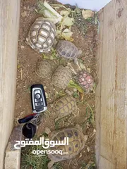  8 سلاحف  شغالة وصغيره وجميع الاحجام ويوجد توصيل حسب المنطقه