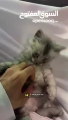  6 قطط شيرازيه للبيع ، قط ، cat