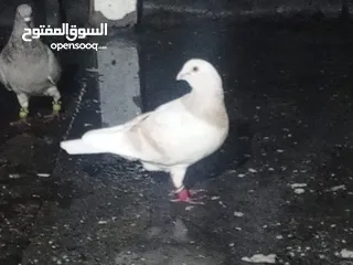  12 حمام للبيع