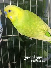  7 طائران من طيور الحب ( البادجي ) عرض جديد