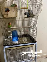  2 Kasko cage-love birds with cage.