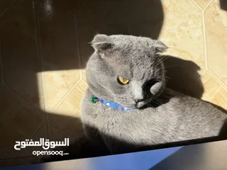 13 قط Scottish Fold للبيع بسعر مميز