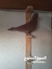  8 تشكيله حلوه طيوىر مقنوة الله يبارك لصاحب النصيب