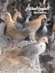  6 فرخات دجاج عمر شهر ونص