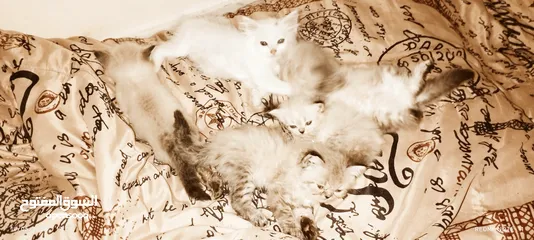  3 قطط مون فيس