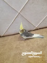  2 كوكتيل أليف