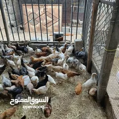  2 دجاج للبيع