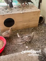  5 قطا عماني شووف الوصف قبل