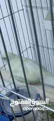  2 ببغاء كاكاري جوز طفره مميزه جدا