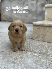  11 Golden Retriever Vaccinated Puppies 45 Days