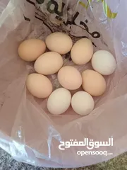  1 بيض دجاج ساسكس للبيع