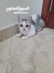  3 Adorable 8-Month-Old British Shorthair Male Cat