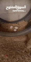  4 جاج بلدي بياض